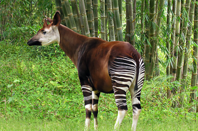 OKAPI