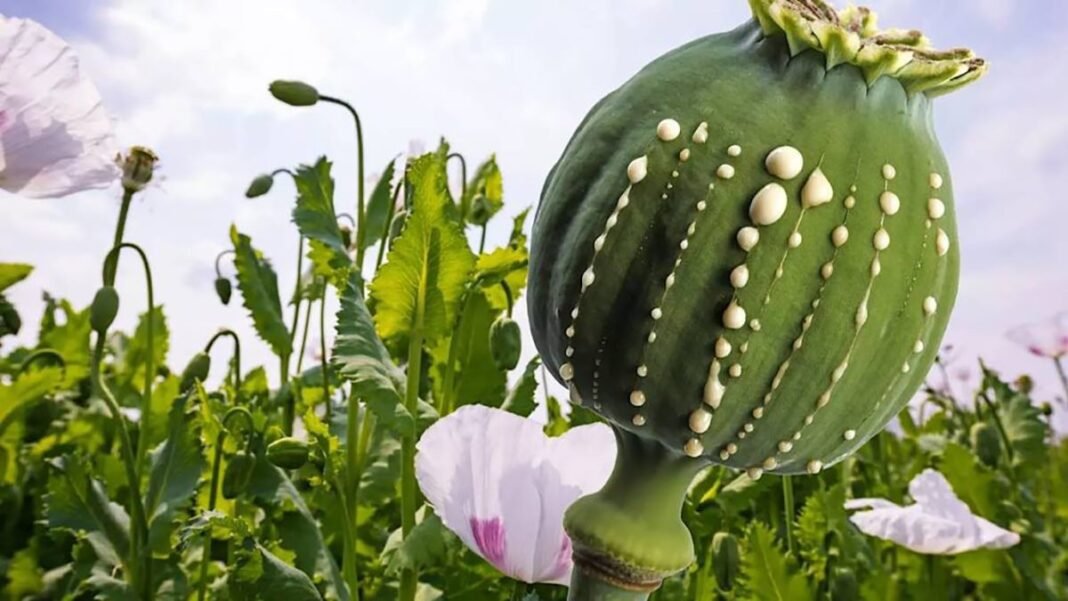 “Bombé” à Kinshasa, “Muvoke”, une autre drogue signalée au Nord-Kivu