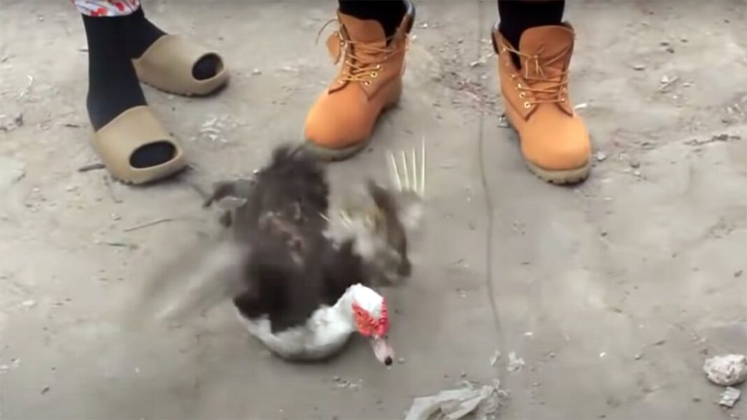 Kissindjora traite Fally de canard : « Innoss’B niata « libata » wana » Kissindjora traite Fally de canard : « Innoss’B niata « libata » wana »