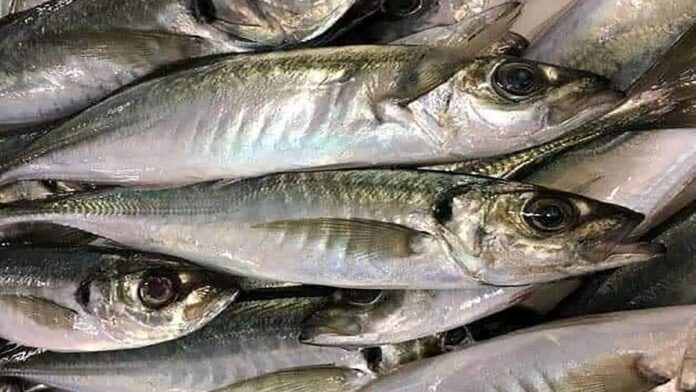 Poissons-chinchards
